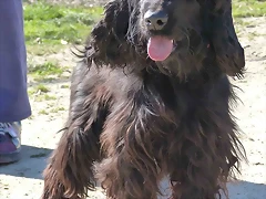 COCKER2 COCKER2