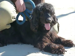 COCKER1 COCKER1
