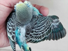 pollo2a