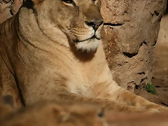 Zoo de Barcelona 04-12-2010 1486