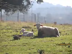 04, tomando el sol, marca