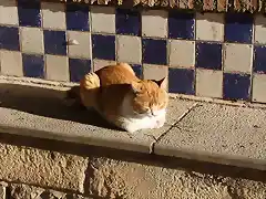 gato tomando el sol