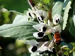 12, abejas y flores de habas, marca2