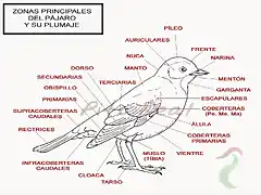 partes pajaro