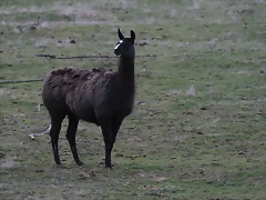 Zoo Lyon + Safari Peaugres febrer 2011 2141 Zoo Lyon + Safari Peaugres febrer 2011 2141