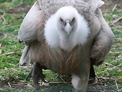 Zoo Lyon + Safari Peaugres febrer 2011 2084 Zoo Lyon + Safari Peaugres febrer 2011 2084