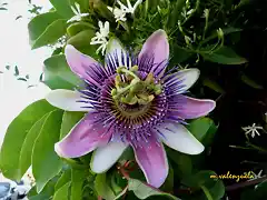 10, flor de la pasin, marca2