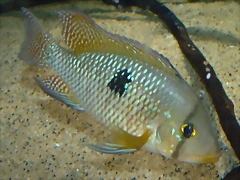 Andinoacara rivulatus Andinoacara rivulatus
