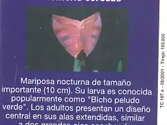 MARIPOSA008