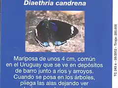 MARIPOSA009