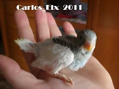 4  pollo  28-2-11