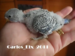 5 pollo 28-2-11