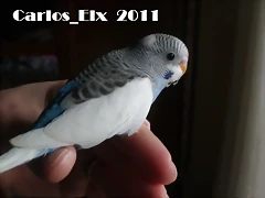 1 pollo  28-2-11