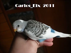 2 pollo  28-2-11