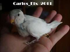 3 pollo 28-2-11