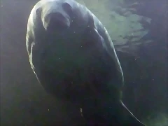Trichechus manatus 2 (22-7-17 Faunia) Trichechus manatus 2 (22-7-17 Faunia)