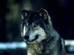 lobo