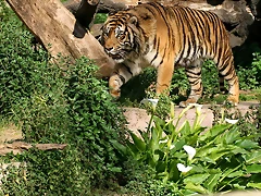 Zoo de Barcelona 03-04-11 784 Zoo de Barcelona 03-04-11 784