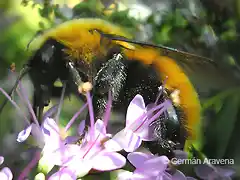 Bombus dahlbomii