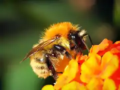 Bombus humilis