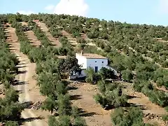 cortijo de peluso