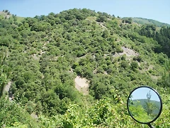 sakanagohierri2 (7)