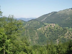 sakanagohierri2 (5)
