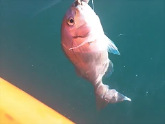 101_0074 101_0074