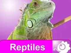 reptiles web