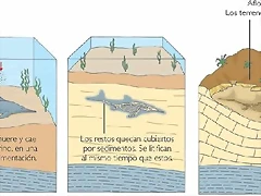 proceso-de-fosilizacion2