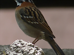 Zonotrichia capensis (1-10-23 Zoo de Quito, wild, det yo)