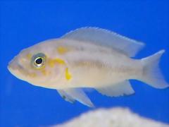 Neolamprologus falcicula (5-8-17 Zoo Zajac, det as N. cygnus) Neolamprologus falcicula (5-8-17 Zoo Zajac, det as N. cygnus)