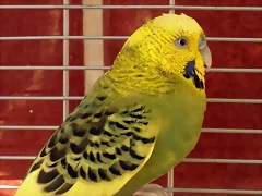 Pablo 3