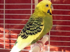 Pablo 1