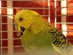 Pablo 2