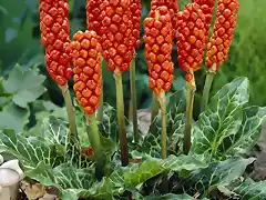 arum italicum