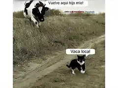 vaca loca