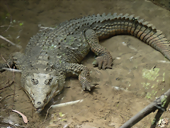 Crocodylus acutus 2 (7-10-23 Bioparque Amaru) Crocodylus acutus 2 (7-10-23 Bioparque Amaru)