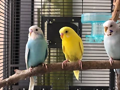 IMG-20180905-WA0009
