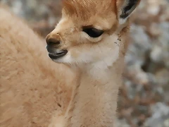 Zoo Lunaret + Sigean 18 i 19-09-10 938 Zoo Lunaret + Sigean 18 i 19-09-10 938