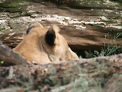 Zoo de Barcelona 07-09-2010 295