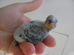 1 pollo 7-9-10