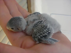 2 pollo 7-9-10