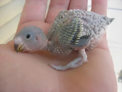 4 pollo 7-9-10