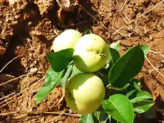 P1110671 manzanas de mata edu