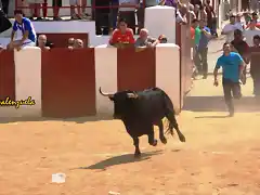 044, el toro en la plaza 1, marca