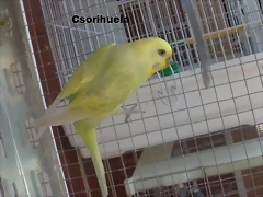 var minie 7-10-10 var minie 7-10-10