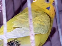 PERIQUITO1