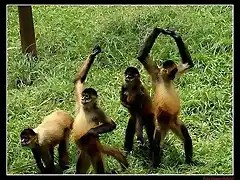 Monos-bailando