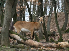 Zoo Lyon + Safari Peaugres febrer 2011 847 Zoo Lyon + Safari Peaugres febrer 2011 847
